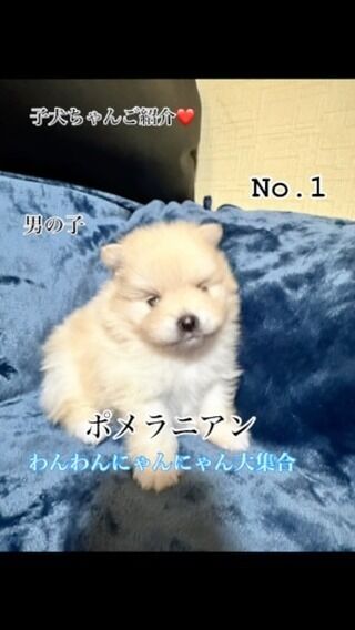 ヤ*n様 【第6弾　ワンちゃん大集合！】 トップページ - わんわんにゃんにゃん大集合