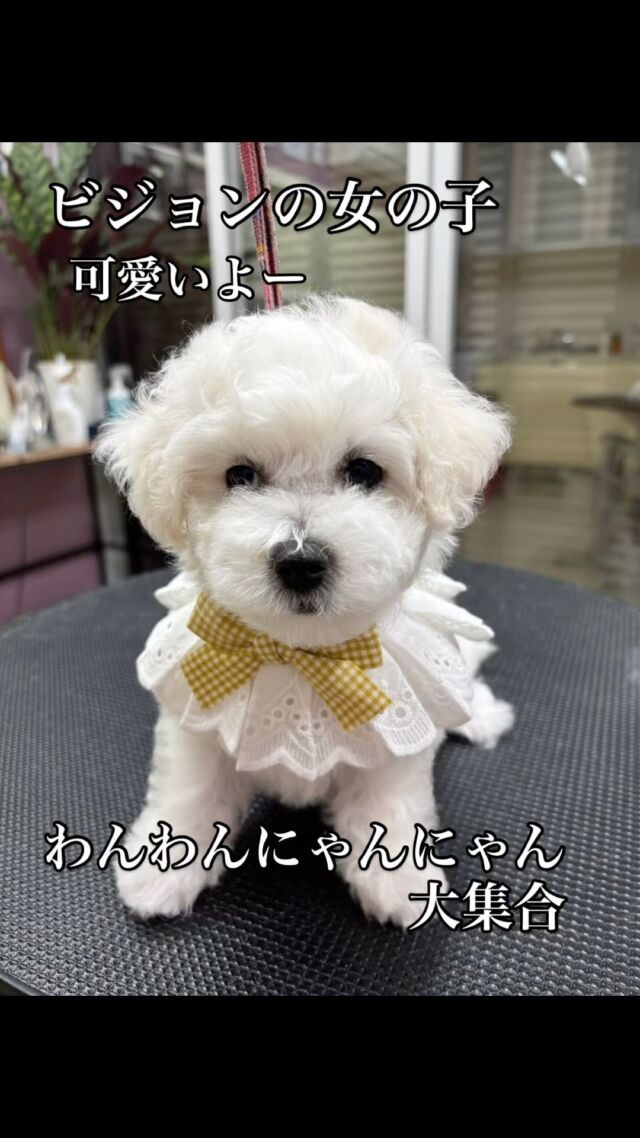 トップページ - わんわんにゃんにゃん大集合